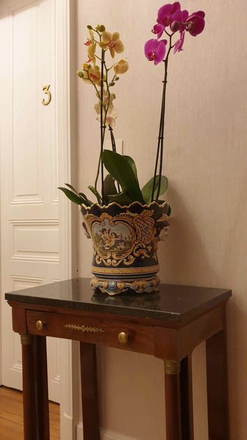Orchidée